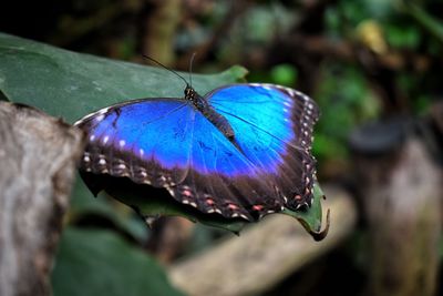 Close-up of insect on blue leaf