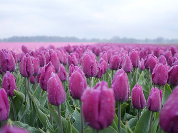 Close-up of pink flowering plants on field against sky