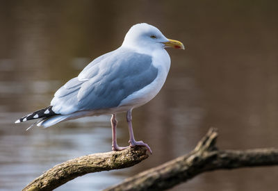 Close-up of seagull perching on branch