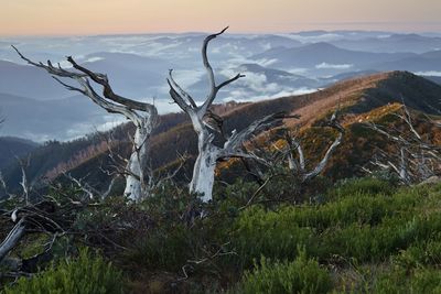 Dead tree on mountain against sky