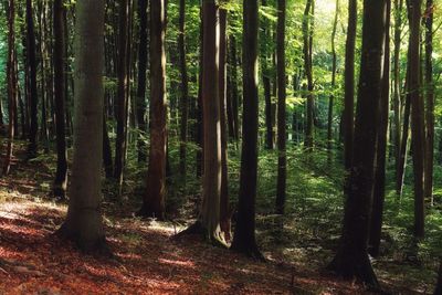 Close-up of trees in forest