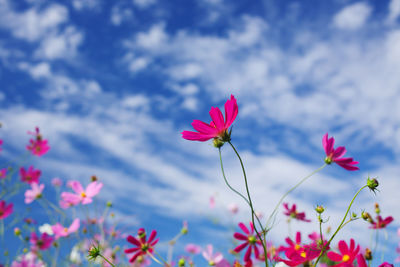 Close-up of pink cosmos flowers blooming against sky