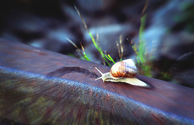 Close-up of snail