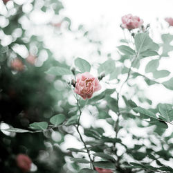 Close-up of rose plant