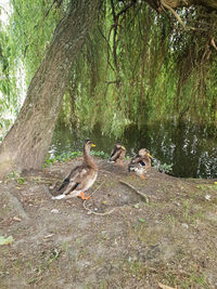 Birds perching on tree trunk