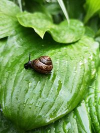 Close-up of snail on leaf