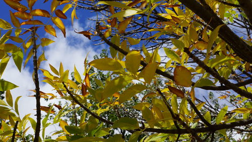 Low angle view of yellow flowering plant against sky