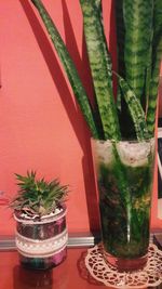 Close-up of potted plant on table