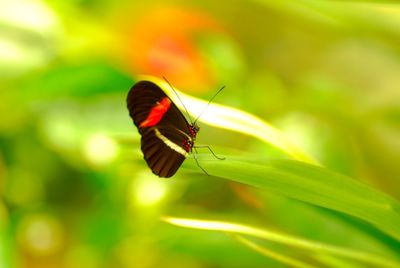 Close-up of butterfly on leaf