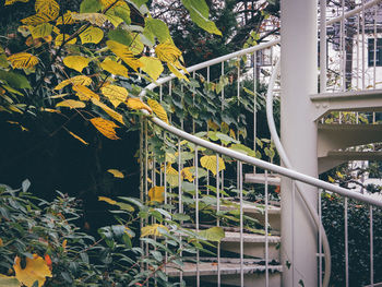 Trees against building