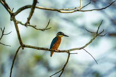 Low angle view of bird perching on branch