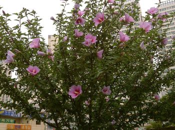 Low angle view of pink flowers