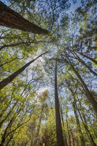 Low angle view of trees in forest against sky