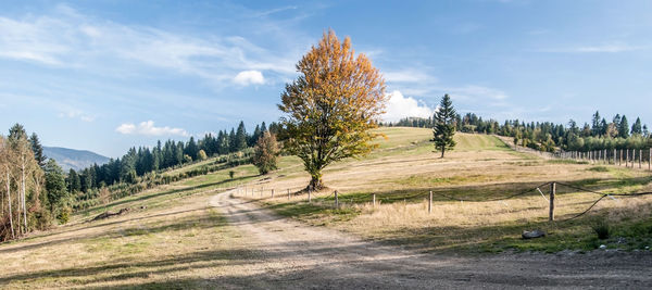 Road by trees against sky