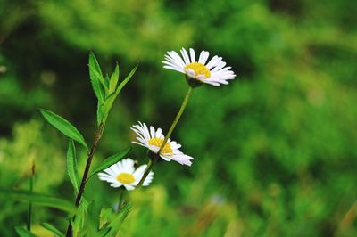 Close-up of fresh white daisy flowers