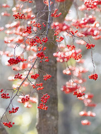 Red Berries on