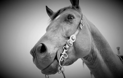 Close-up of a horse