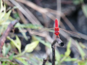 Close-up of insect on plant