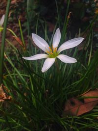 Close-up of white flower blooming outdoors