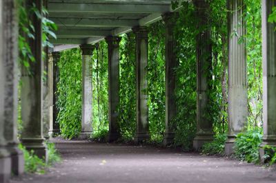 Empty colonnade amidst plants