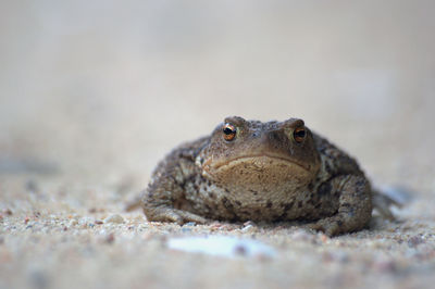 Close-up of a frog on sand