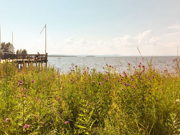 Plants growing by lake siljan against sky