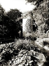Plants growing on tree trunk