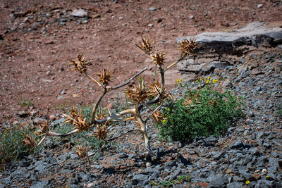 Close-up view of plants