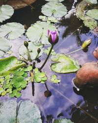 Close-up of lotus water lily in lake