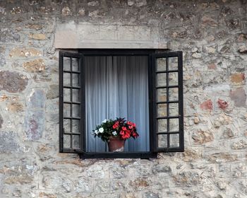 Potted plant on window sill