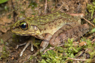 Close-up of frog on field