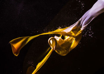 Close-up of water balloon exploding against black background