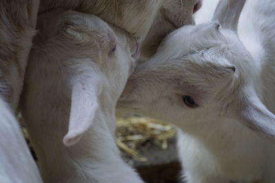 Close-up of sheep