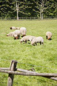 Brown sheep graze on an open green meadow in a farming area, rural life,