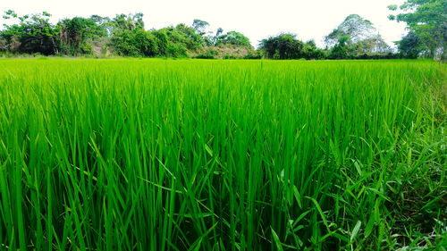 Scenic view of wheat field against clear sky