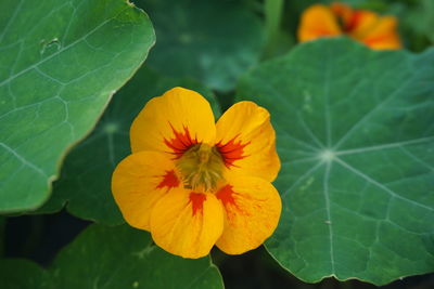 Close-up of yellow flower blooming outdoors