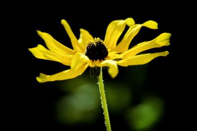 Close-up of yellow flower against black background