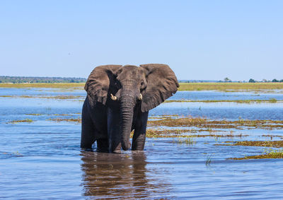 African elephant in lake against clear blue sky
