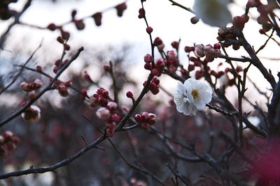 Low angle view of apple blossoms in spring