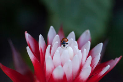 Red and white bromeliad flower with a convergent lady beetle called ladybug hippodamia convergens