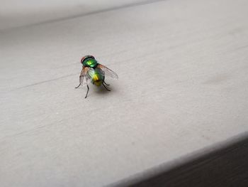 Close-up of housefly