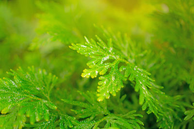Fresh petite green leaves of spike moss with water droplets on blurred background , closeup photo