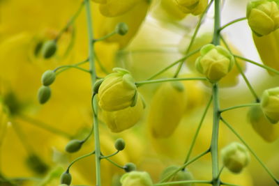 Full frame shot of yellow plant