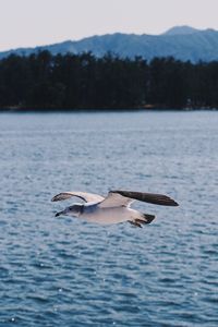 Seagull flying over sea