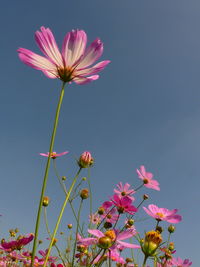 Low angle view of pink cosmos flowers against sky