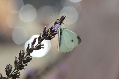 Close-up of butterfly pollinating on flower