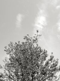 Low angle view of tree against sky