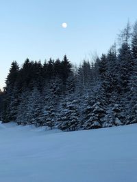 Pine trees on snow covered field against sky