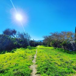 Scenic view of field against bright sun