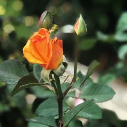 Close-up of orange flowering plant